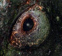 Auge