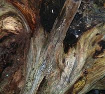 Fine Art 7